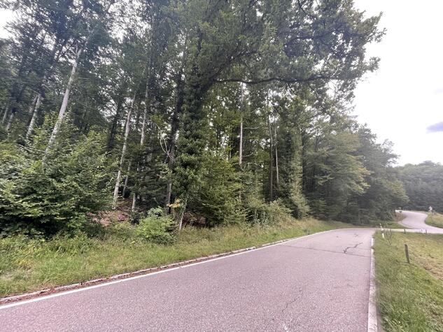 Waldgrundstck bei Schlchtenhaus
