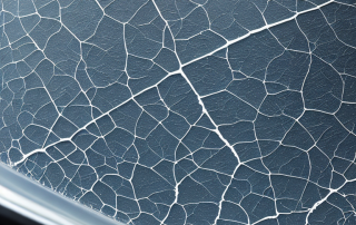 Nahaufnahme einer Windschutzscheibe mit Riss durch Steinschlag, unscharfer Stadthintergrund.