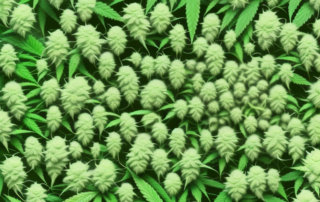 A few cannabis plants with visible pests