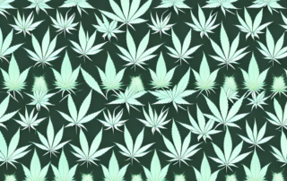 Male and female cannabis plants side by side