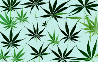 A mature cannabis plant in a natural setting
