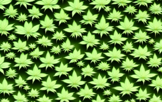 Different varieties of medical marijuana plants in a garden setting