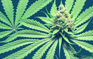 A male cannabis plant