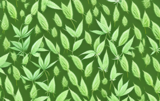 Several different types of hemp-like plants