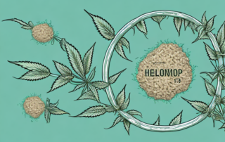 Several stages of a hemp plant's flowering cycle