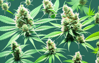 A thriving cannabis plant in full bloom