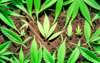 Several cannabis seeds being planted in a row in fertile soil