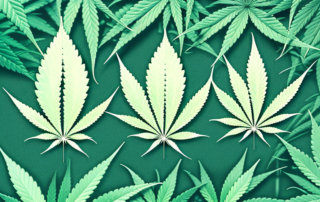 A male and female cannabis plant side by side