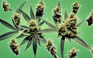 A cannabis plant being attacked by various pests
