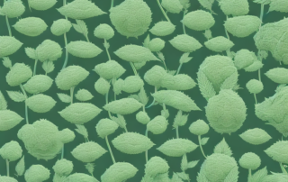 Male and female hemp plants side by side