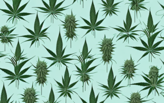 Different types of cannabis plants with symbolic images of pain relief like a hot water bottle