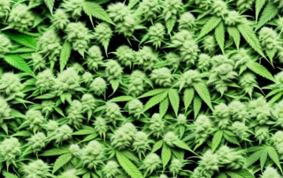 Various cannabis plants being attacked by pests like mites or aphids