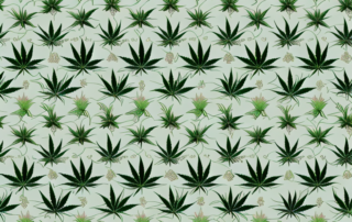 Various types of cannabis plants
