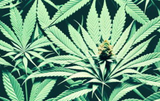 A mature cannabis plant in its pre-flowering stage