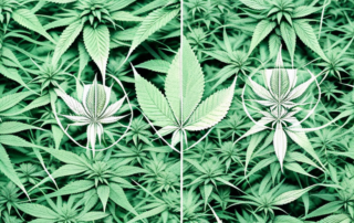A male and female hemp plant side by side