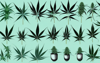 A few varieties of cannabis plants with distinct characteristics to help in identification and differentiation
