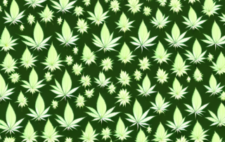 Various types of cannabis plants with their distinctive characteristics