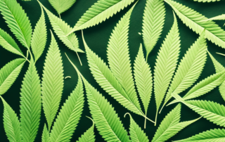 Various hemp leaves in different stages of use