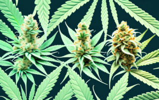 A male and female cannabis plant side by side