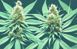 A mature male cannabis plant with distinct pollen sacs