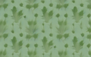 Several different plants that resemble the appearance of a hemp plant