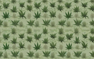 Various types of cannabis flowers in a botanical style