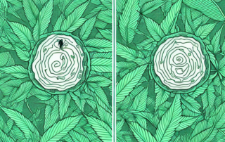 A male and a female hemp plant side by side