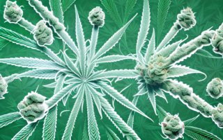 A cannabis plant with different parts highlighted