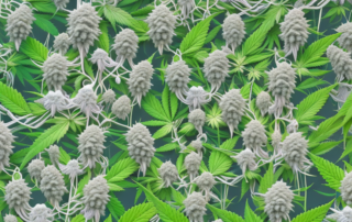 A mature cannabis plant in full bloom