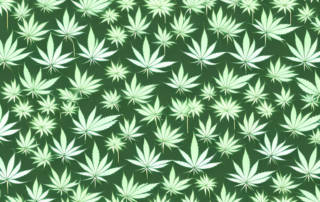A cannabis plant with highlighted characteristics that differentiate male from female plants