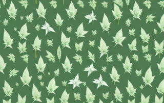 A lush cannabis plant thriving in a traditional bavarian landscape
