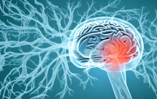 The human body with highlighted areas like the brain