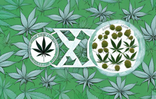 A cannabis plant with a focus on its leaves and flowers