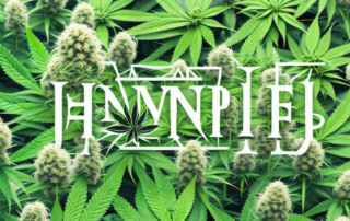 A blooming hemp plant in a lush garden setting