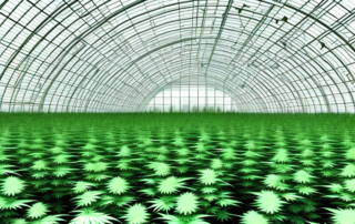 Several stylized cannabis plants growing inside a modern and advanced greenhouse