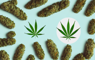 A pair of cannabis oil capsules surrounded by various medicinal herbs