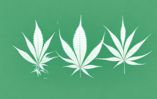 A male and female hemp plant side by side