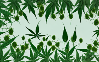 Several cannabis plants growing healthily in a stylized