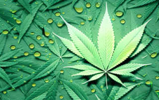 A cannabis leaf with several droplets of oil falling from it