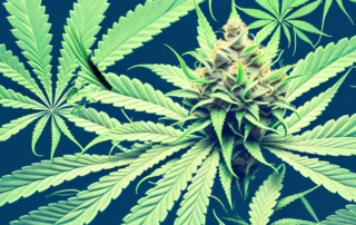 A male cannabis plant
