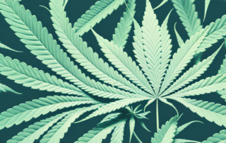A mature male cannabis plant