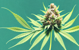 A mature male cannabis plant in full bloom