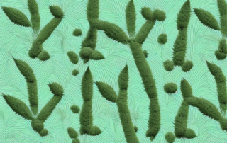 A male and female hemp plant side by side