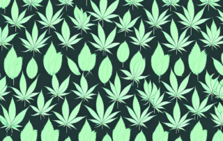 Male and female cannabis plants with distinct characteristics