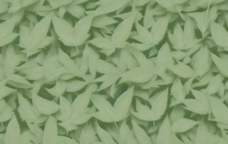 Various creative uses of hemp leaves