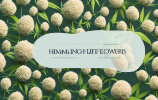 A variety of high-quality hemp flowers in a tasteful arrangement