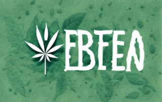 A few marijuana seeds in a moist environment