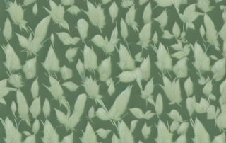 A mature hemp plant in a field