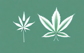 A cannabis leaf juxtaposed with a medical cross symbol