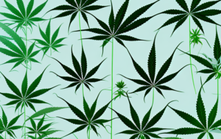 A mature cannabis plant with its distinct leaf structure and budding flowers